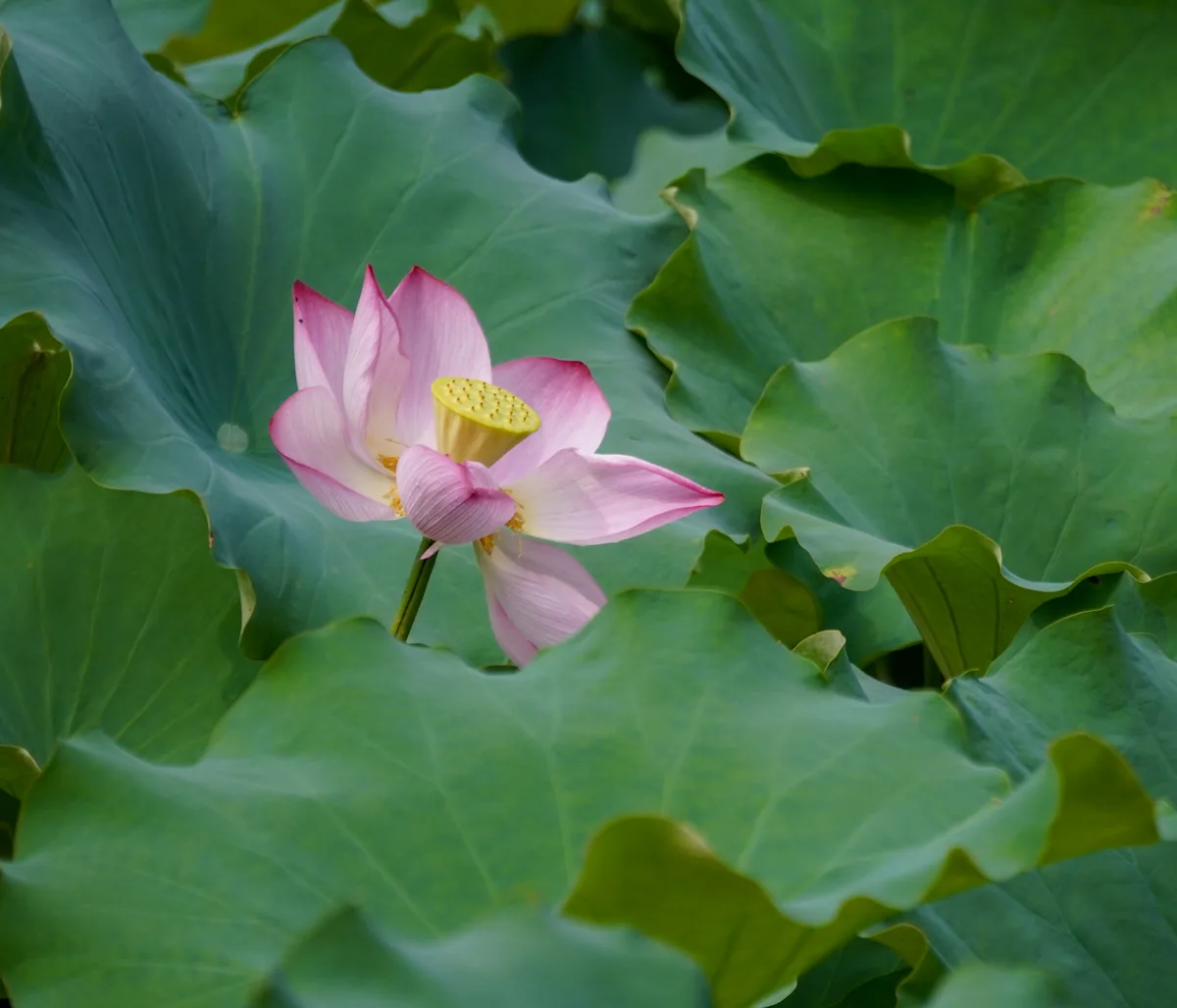 A pink lotus flower among large green leaves