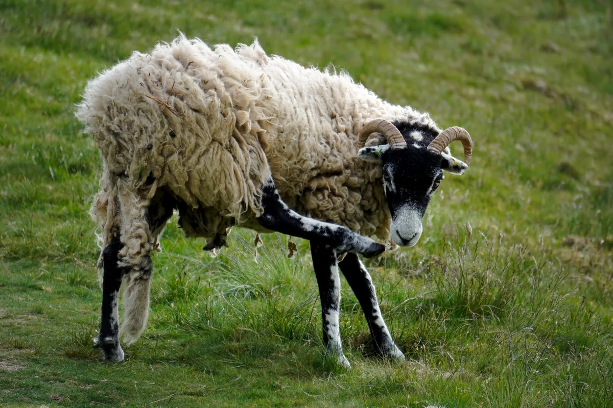 A shaggy horned sheep scratching itself on a grassy slope
