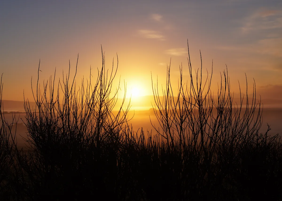 The sun setting behind bare branches