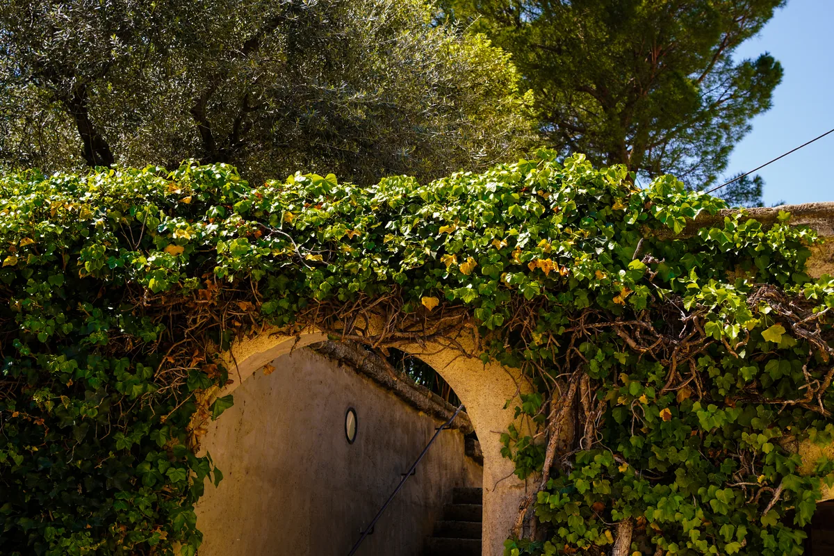 A stone arch covered in ivy, in warm sunlight