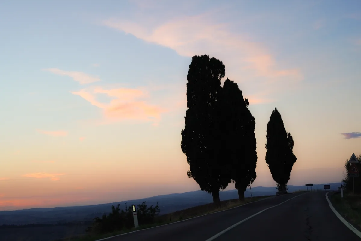 Three cypress trees in silhouette beside a road at dusk