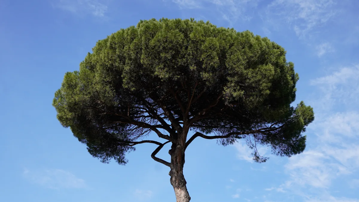 A single umbrella pine against a blue sky