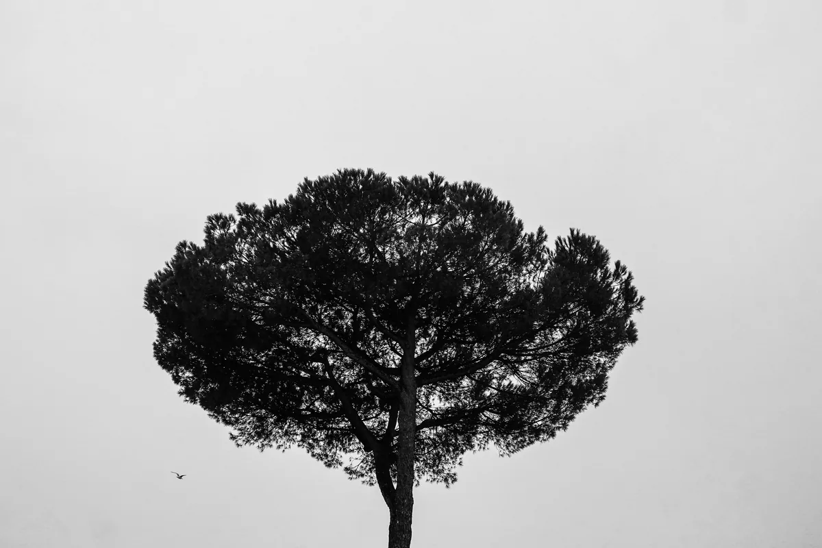 A lone umbrella pine against a pale sky, in black and white