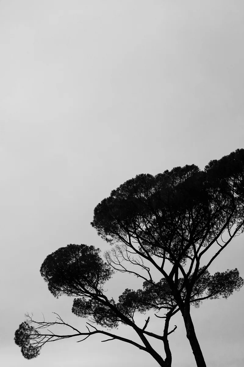 Pine branches in silhouette against a grey sky, in black and white